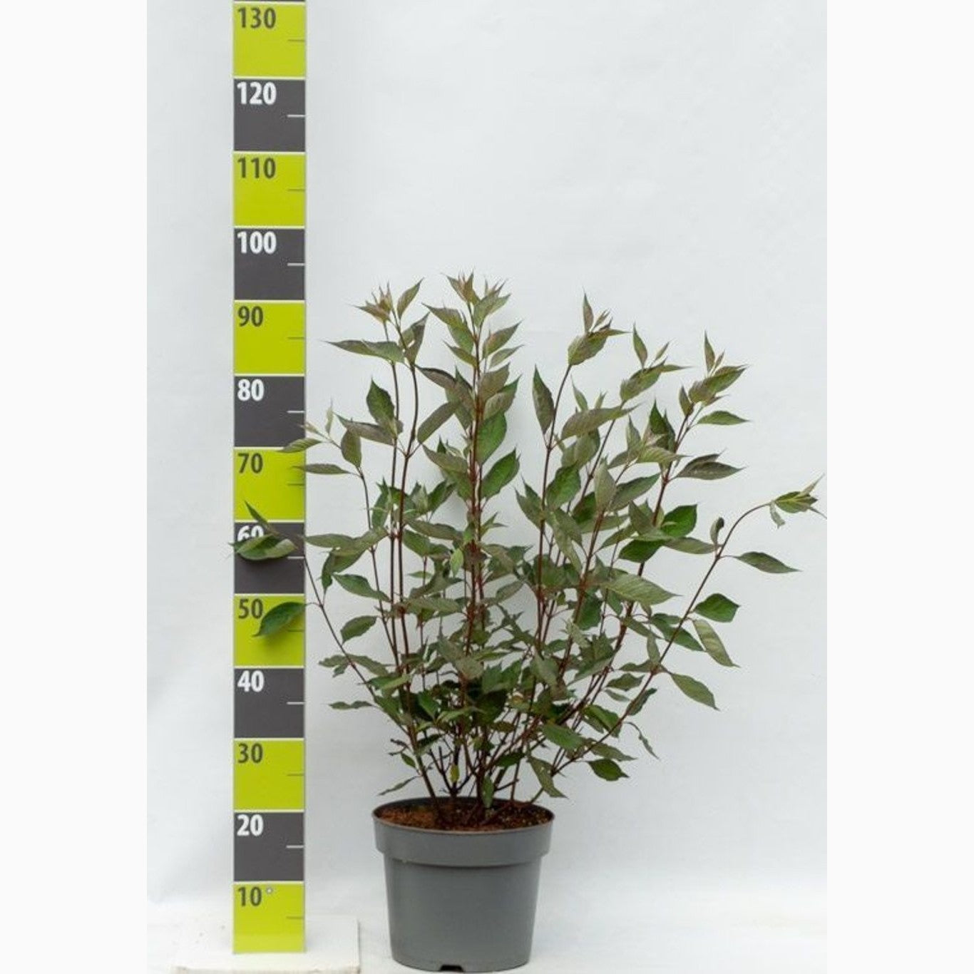 Kornell – Cornus alba 'Nightfall' - C7.5 80-100 CM